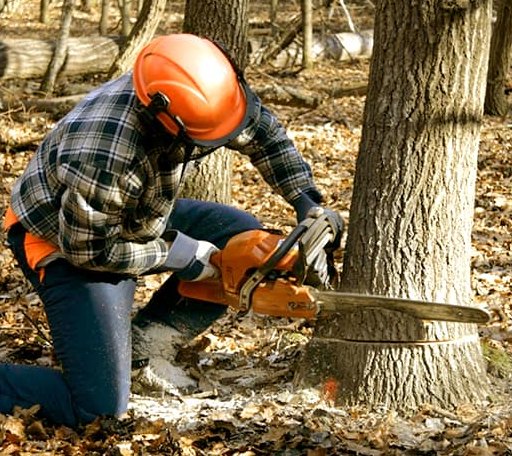 Tree Removal in Waelder, TX